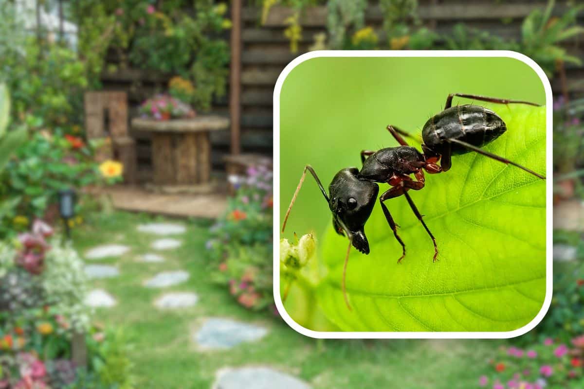 Invasione di formiche in giardino, rimedi