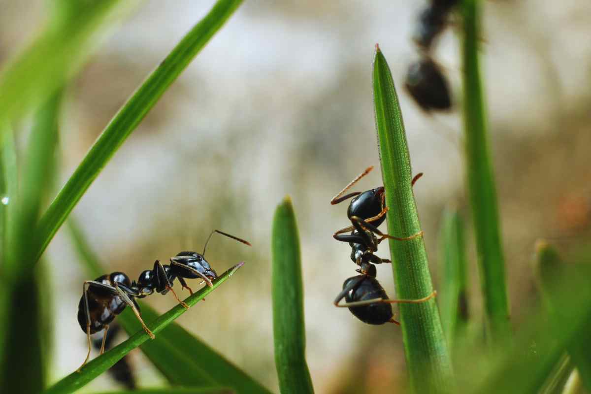 Allontana le formiche con questo rimedio naturale
