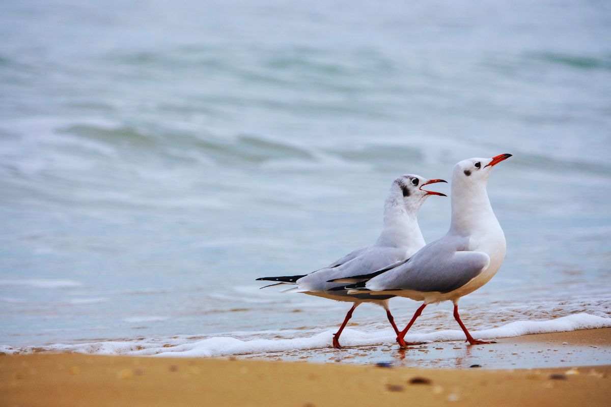 Spiagge abruzzo